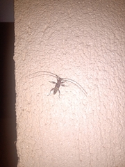 Ambonus distinctus