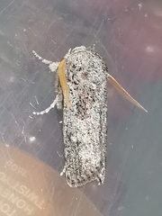 Cryptophasa irrorata