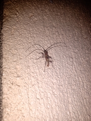 Ambonus distinctus