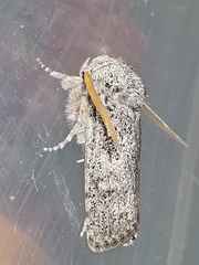 Cryptophasa irrorata