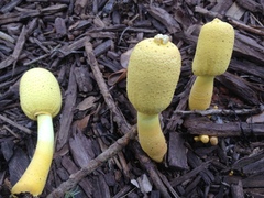 Leucocoprinus birnbaumii