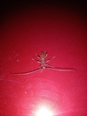 Ambonus distinctus