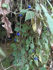 Coccocypselum hirsutum