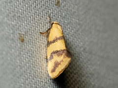 Psaroxantha basilica