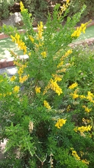 Genista stenopetala