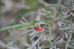 Indigofera lespedezioides