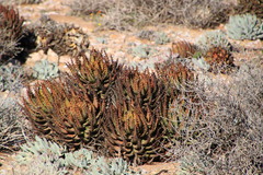Aloe melanacantha