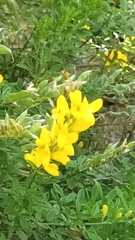 Genista stenopetala