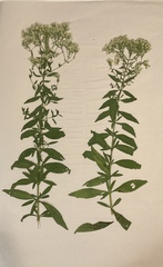 Eupatorium semiserratum
