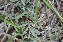Indigofera lespedezioides