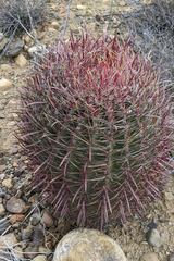 Ferocactus gracilis