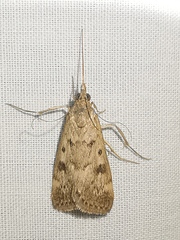 Pyraustini