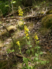 Solidago virgaurea virgaurea