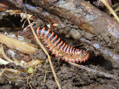 Semionellus placidus