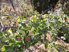 Celtis pallida