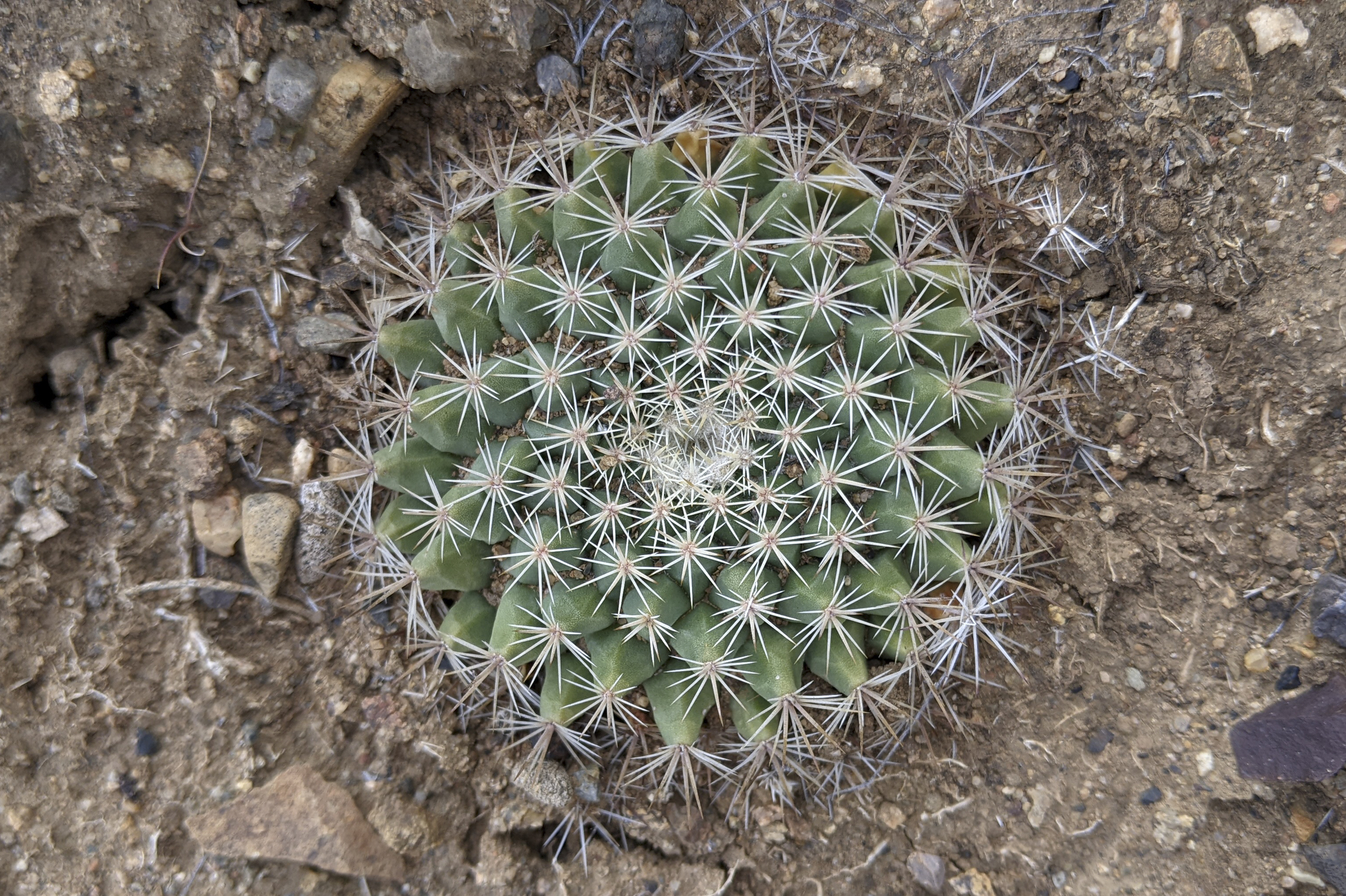 Mammillaria brandegeei ssp. gabbii