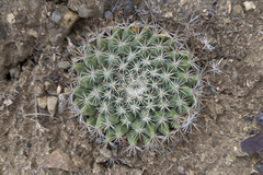 Mammillaria brandegeei