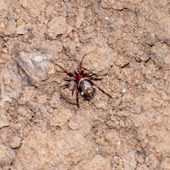 Steatoda ancorata