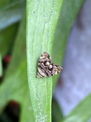 Choreutis metallica