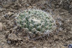 Mammillaria brandegeei