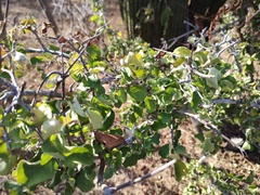 Celtis pallida