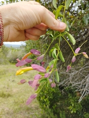 Dolichandra cynanchoides