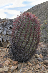 Ferocactus gracilis