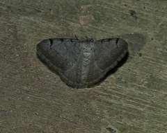Digrammia triviata