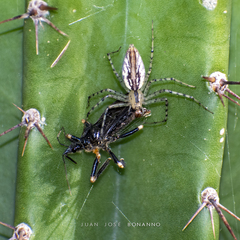 Peucetia rubrolineata