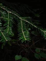 Abies alba