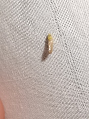 Anoeconeossa