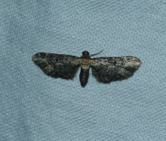 Eupithecia flavigutta