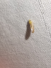 Anoeconeossa