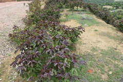 Jatropha gossypiifolia