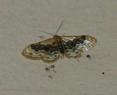 Idaea gemmata