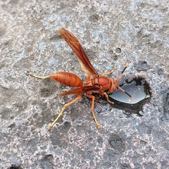 Polistes canadensis