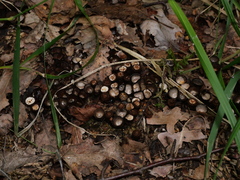 Cyathus striatus