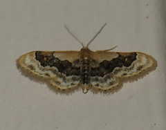 Idaea gemmata