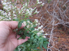 Eupatorium semiserratum