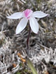 Caladenia alpina
