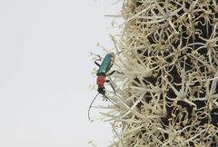 Chauliognathus tricolor