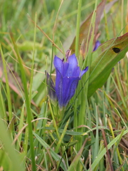 Gentiana pneumonanthe