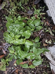 Clematis terniflora