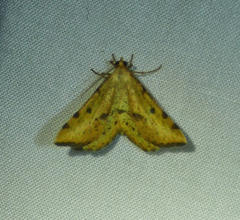 Macaria amboflava