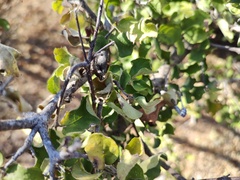 Celtis pallida