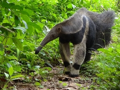 Myrmecophaga tridactyla