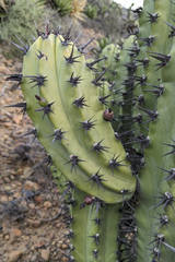 Myrtillocactus cochal