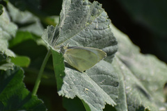 Pieris rapae rapae