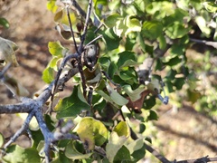 Celtis pallida