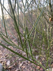 Cytisus scoparius